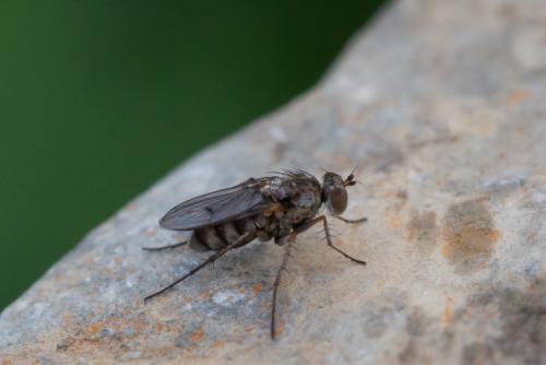 Tachytrechus notatus